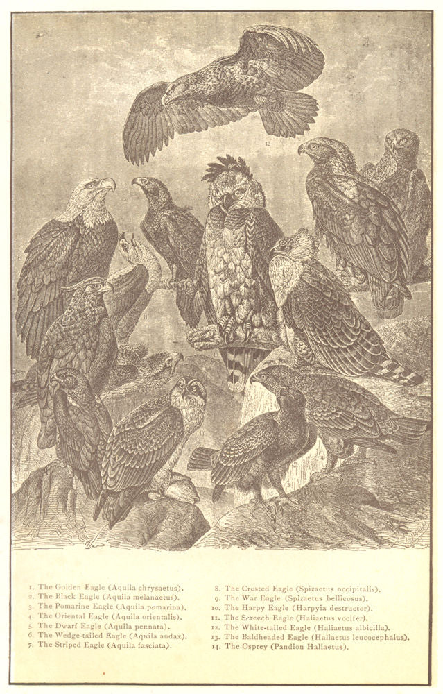 EAGLE. Gold Pomarine Oriental Dwarf Wedge war Harpy Screech vocifer Osprey 1907